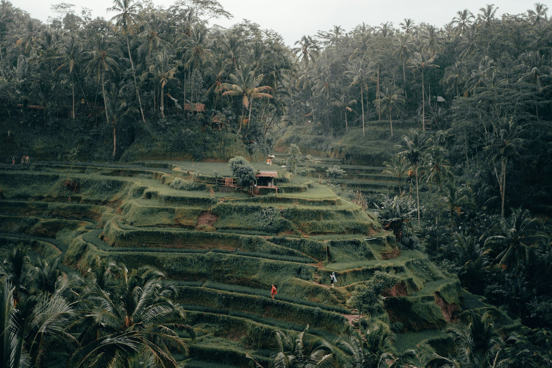 Bali’s Rice Terraces: Discover Tegalalang and Jatiluwih